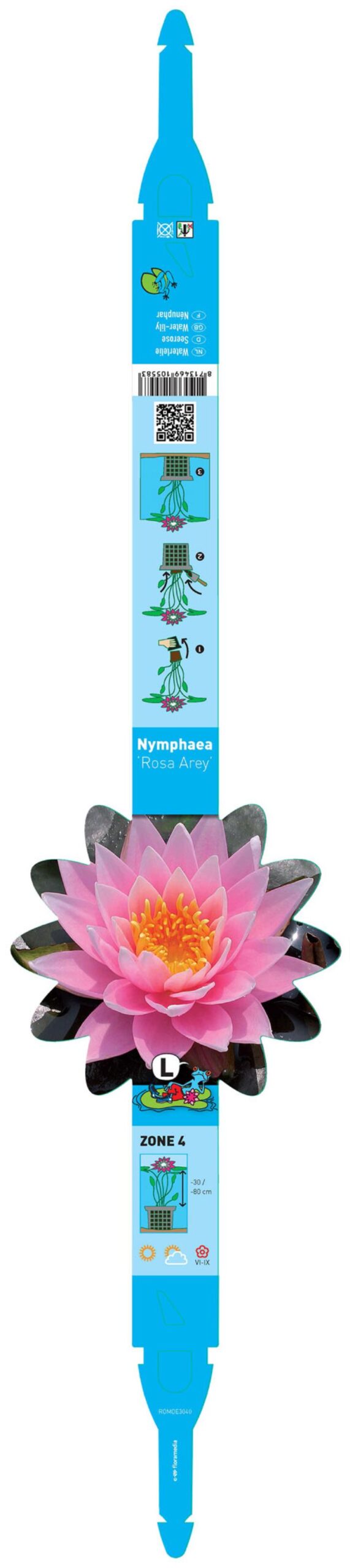 Nymphaea Rose Arey 2 Nymphaea Rose Arey - Pilt 2