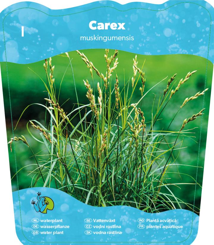 Carex muskingumensis 2 Carex muskingumensis - Pilt 2