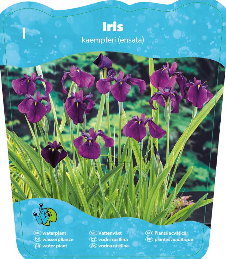 Iris kaempferi 2 Iris kaempferi - Pilt 2