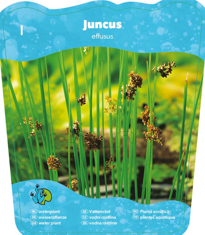Juncus effusus 2 Juncus effusus - Pilt 2