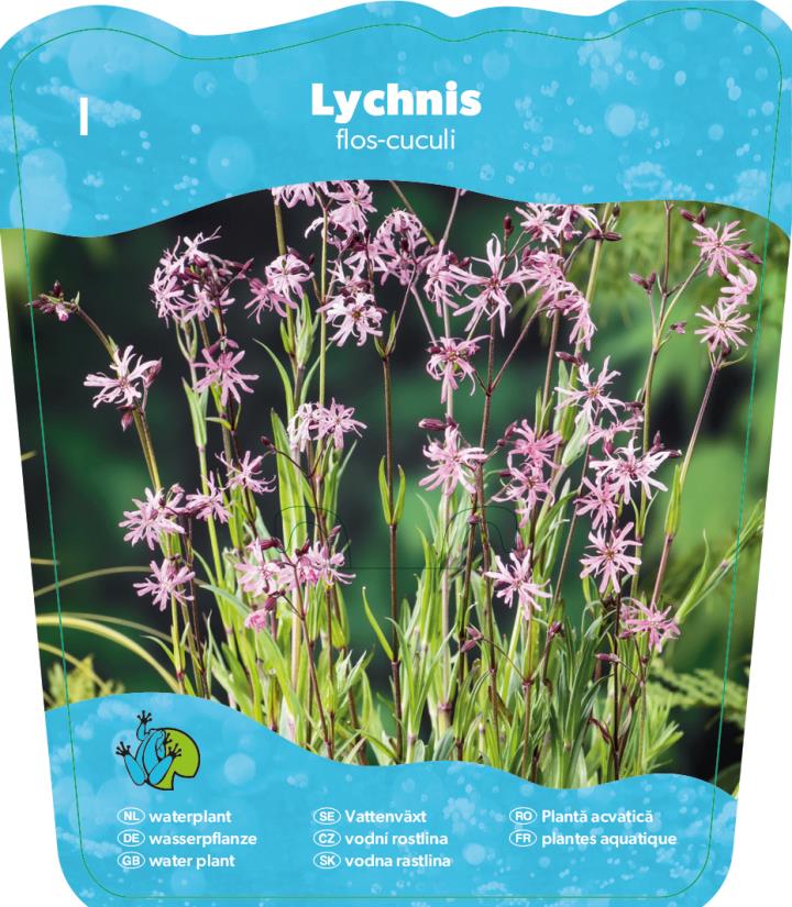 Lychnis flos-cuculi 2 Lychnis flos-cuculi - Pilt 2