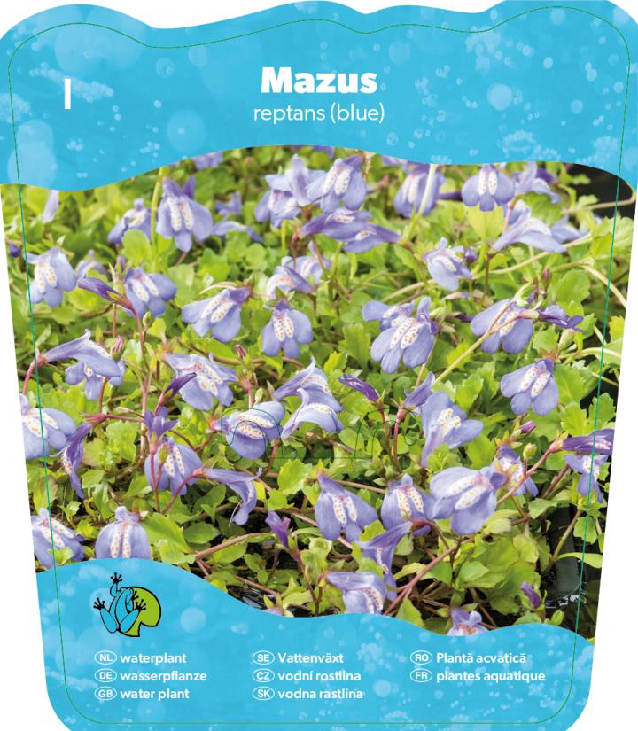 Mazus reptans 2 Mazus reptans - Pilt 2