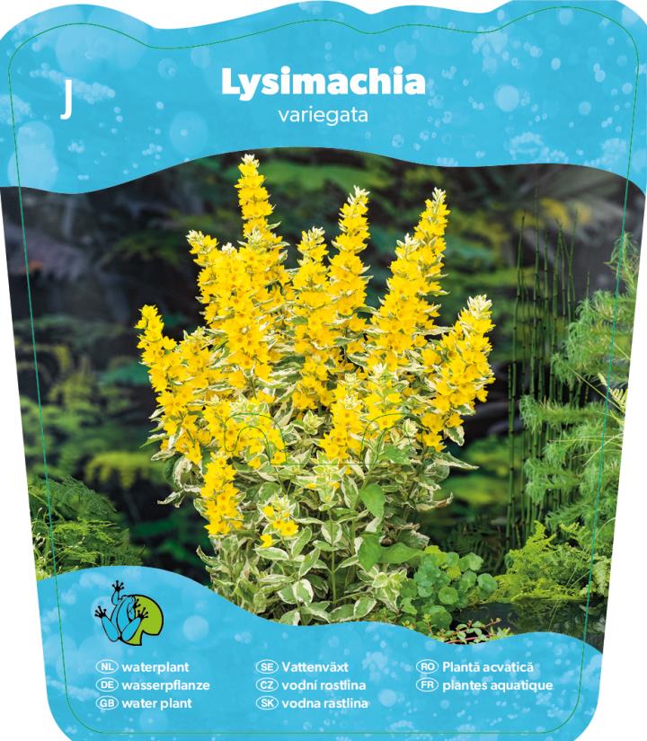 Lysimachia Variegata 2 Lysimachia Variegata - Pilt 2