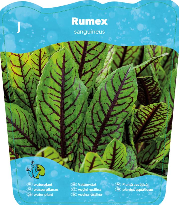 Rumex sanguineus 2 Rumex sanguineus - Pilt 2