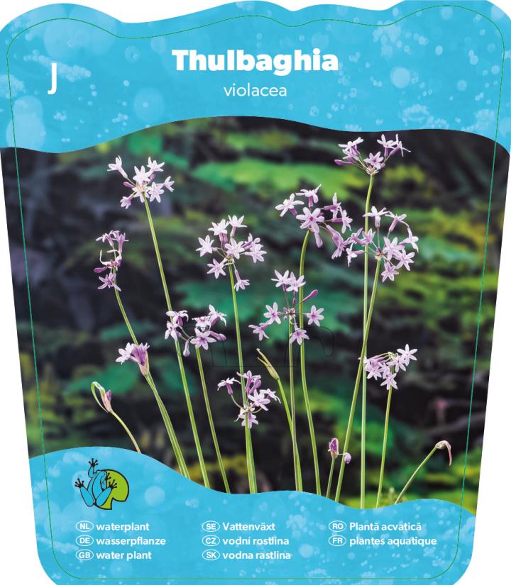 Tulbaghia violance 2 Tulbaghia violance - Pilt 2