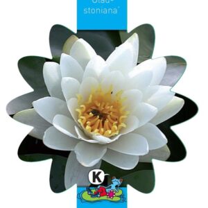 Nymphaea Gladstoniana