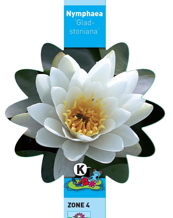 Nymphaea Gladstoniana 1 Nymphaea Gladstoniana