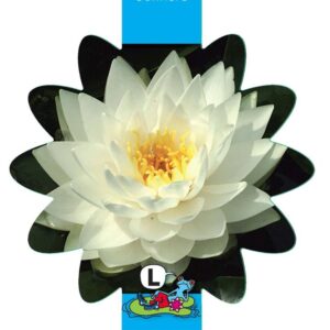 Nymphaea Gonnère