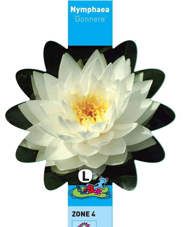 Nymphaea Gonnère 1 Nymphaea Gonnère