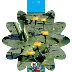 Nuphar lutea