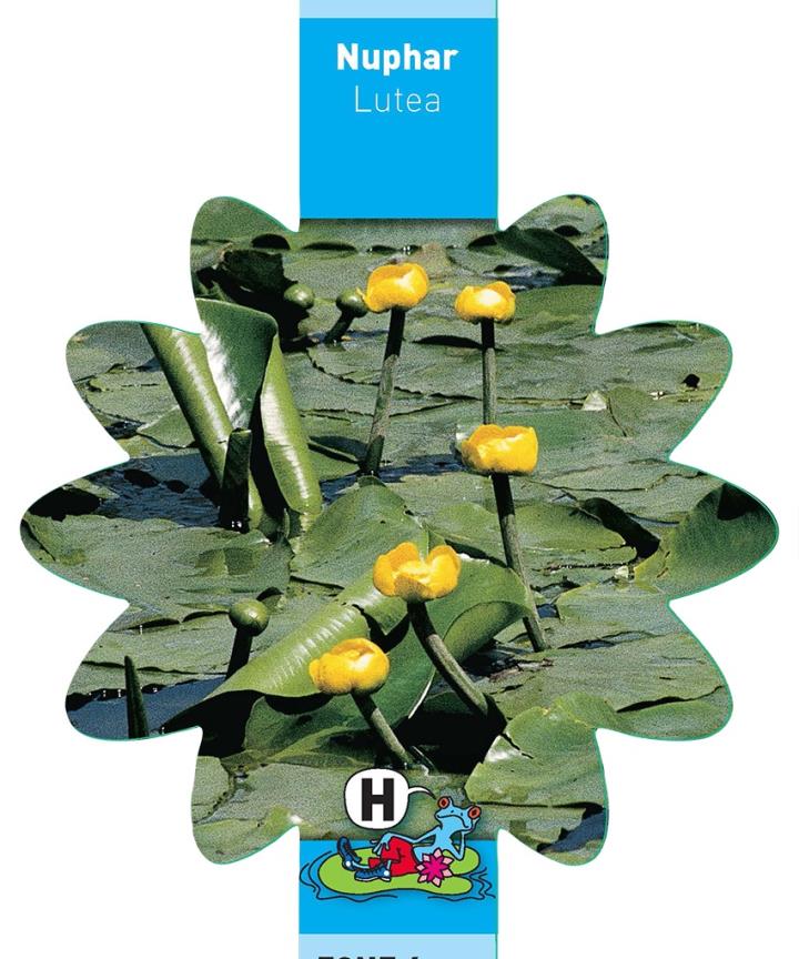 Nuphar lutea 1 Nuphar lutea
