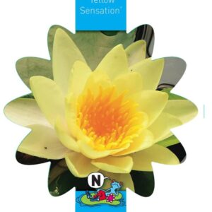 Nymphaea Yellow Sensation