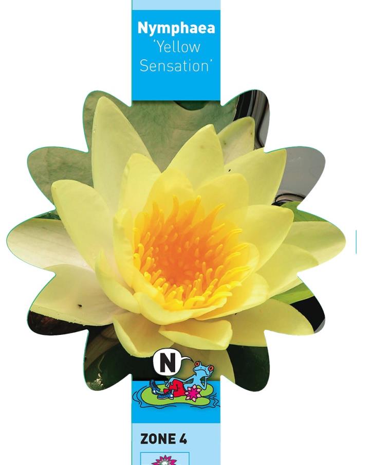 Nymphaea Yellow Sensation 1 Nymphaea Yellow Sensation