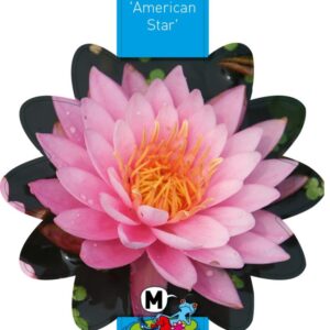 Nymphaea American Star