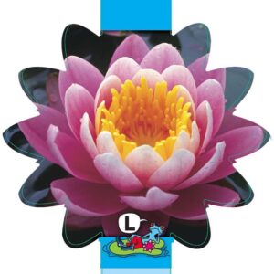 Nymphaea Fabiola