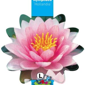 Nymphaea Hollandia