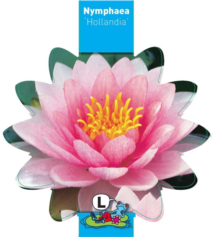 Nymphaea Hollandia 1 Nymphaea Hollandia