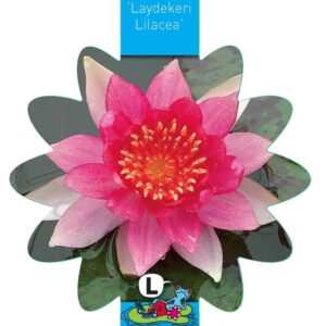 Nymphaea Laydekeri Lilacea