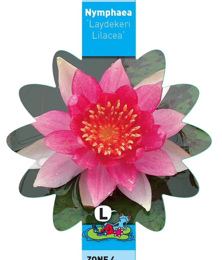 Nymphaea Laydekeri Lilacea 1 Nymphaea Laydekeri Lilacea