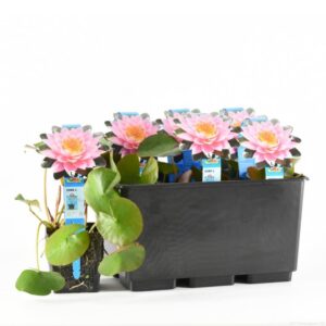 Nymphaea Rose Arey