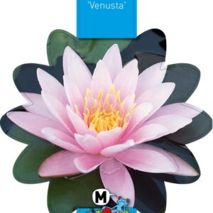 Nymphaea Venusta