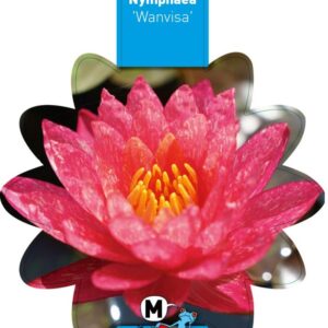 Nymphaea Wanvisa