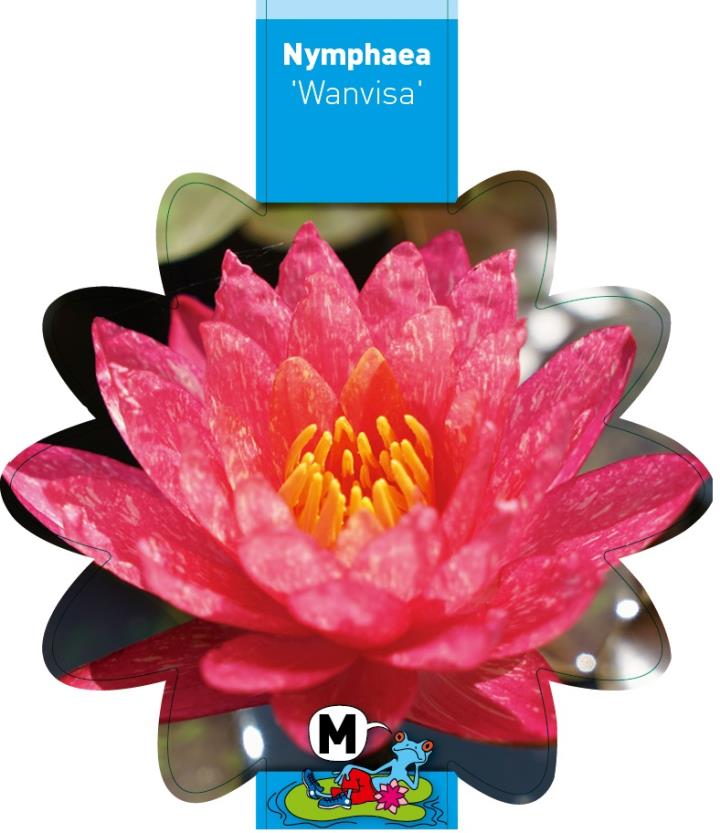 Nymphaea Wanvisa 1 Nymphaea Wanvisa