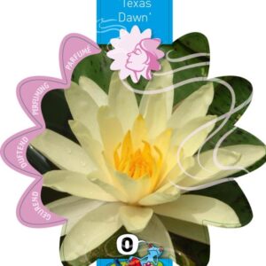 Nymphaea Texas Dawn