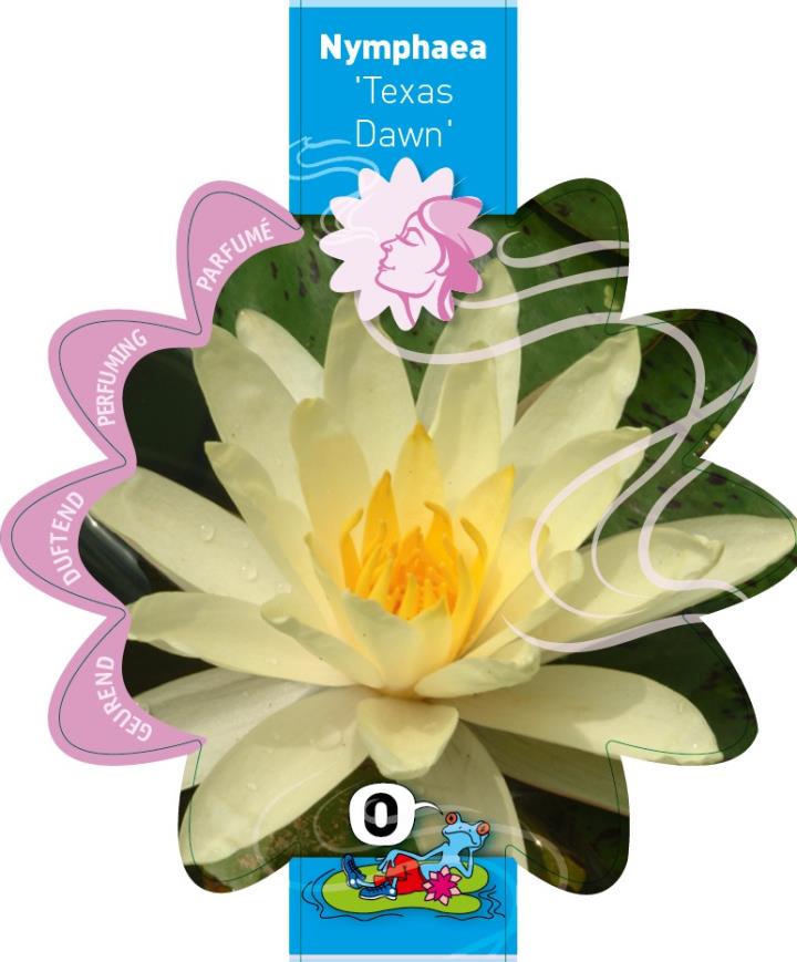 Nymphaea Texas Dawn 1 Nymphaea Texas Dawn