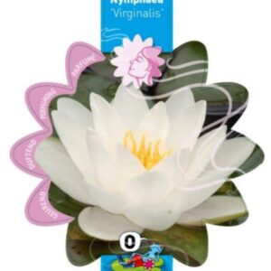 Nymphaea Virginalis