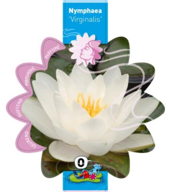 Nymphaea Virginalis 1 Nymphaea Virginalis