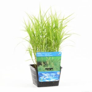 Carex muskingumensis