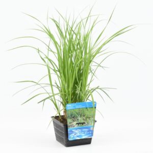 Carex riparia