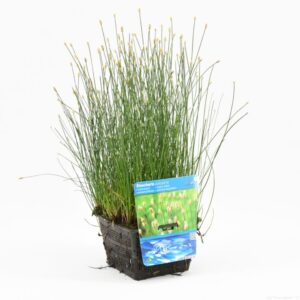 Eleocharis palustris