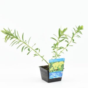 Euphorbia palustris