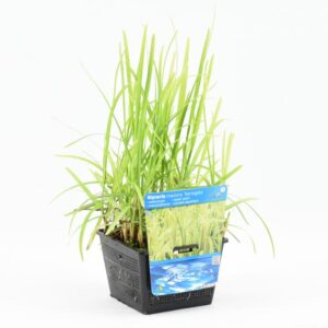 Glyceria maxima Variegata
