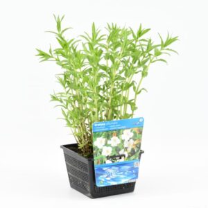Gratiola officinalis