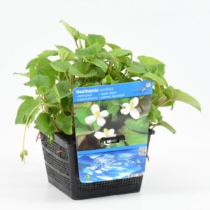 Houttuynia cordata