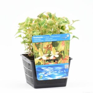 Houttuynia cordata Chameleon