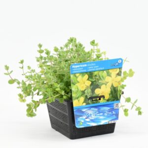 Hypericum elodes