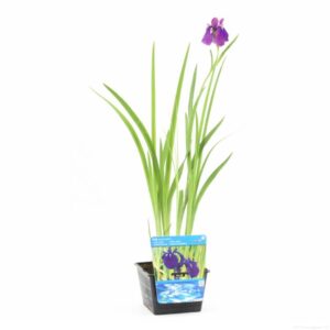 Iris kaempferi