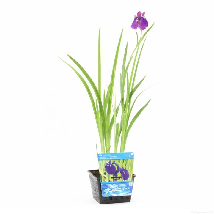 Iris kaempferi 1 Iris kaempferi