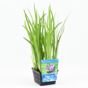 Iris versicolor