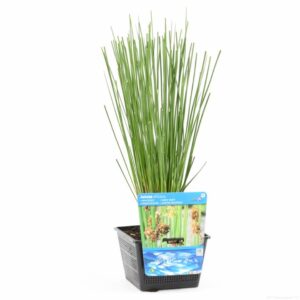 Juncus effusus