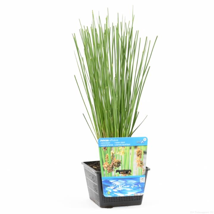 Juncus effusus 1 Juncus effusus