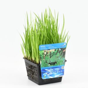 Juncus ensifolius