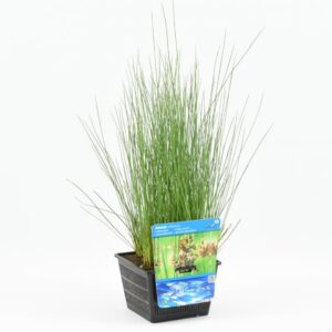 Juncus inflexus