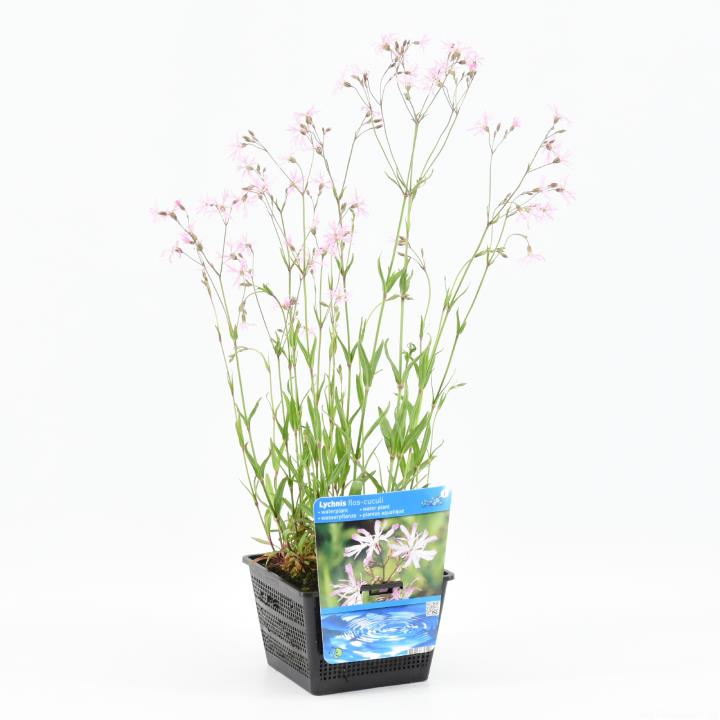 Lychnis flos-cuculi 1 Lychnis flos-cuculi