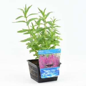 Lythrum salicaria