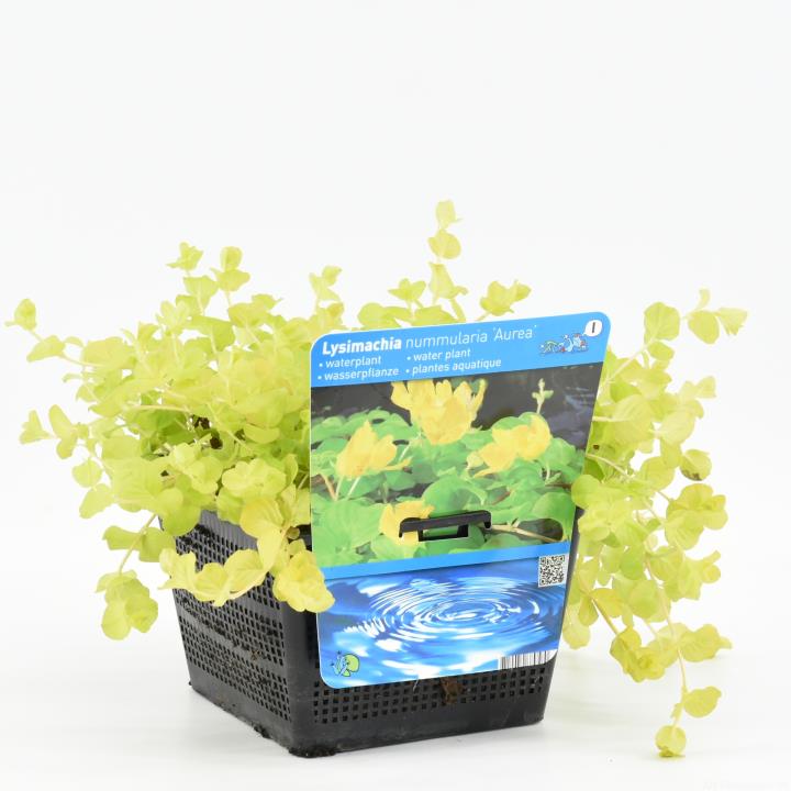 Lysimachia nummularia Aurea 1 Lysimachia nummularia Aurea